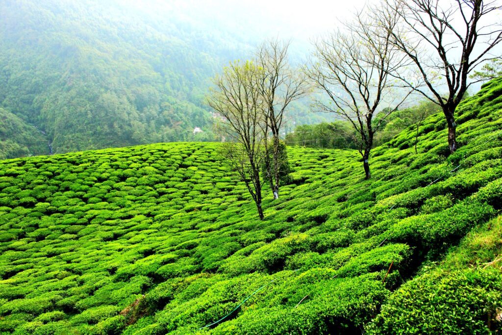 Explore Darjeeling: 5 Unmissable Things to Do Near You 3 things to do in Darjeeling