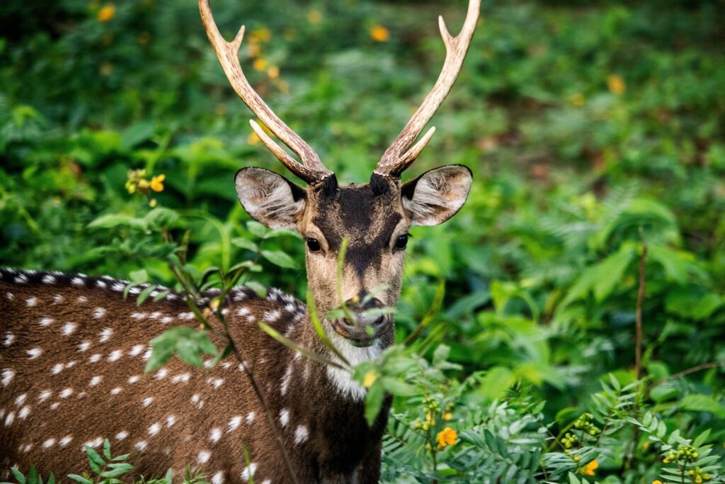 chital 5781331 1920
