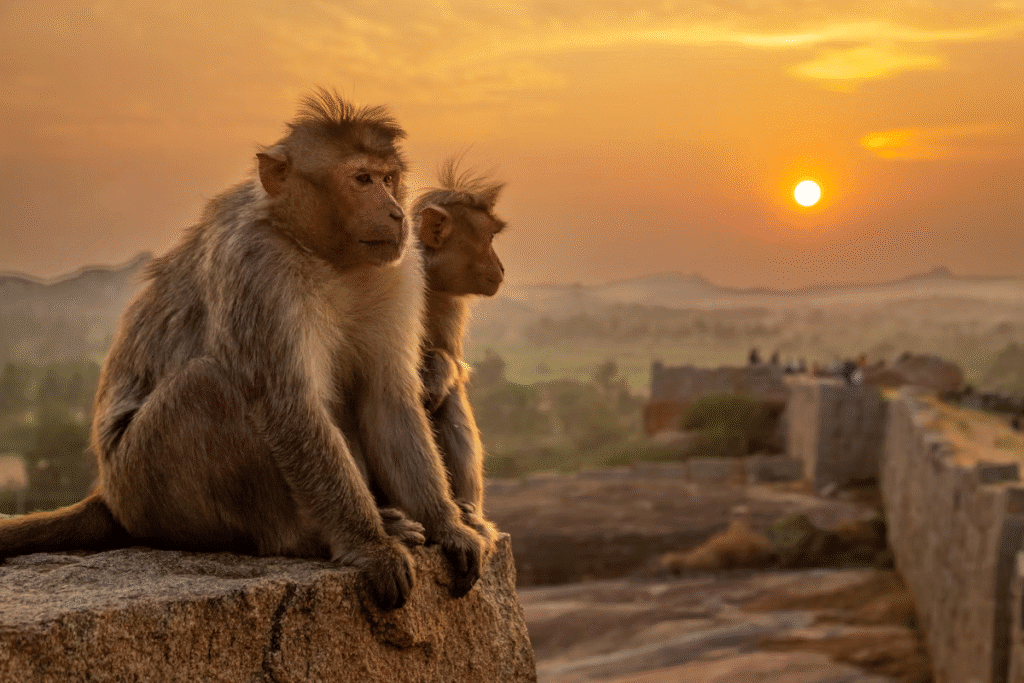 7 Travel Attractions and Things to do in India 4 image 18
